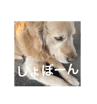 ゴールデンレトリバーのほんわか日常（個別スタンプ：37）