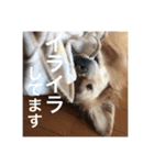 ゴールデンレトリバーのほんわか日常（個別スタンプ：38）