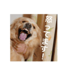ゴールデンレトリバーのほんわか日常（個別スタンプ：39）