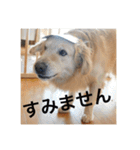 ゴールデンレトリバーのほんわか日常（個別スタンプ：40）