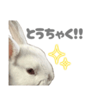 もちさんのたっぷりスタンプ（個別スタンプ：22）