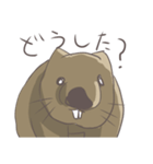 今日のウォンバット（個別スタンプ：4）