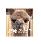 アルパカちゃん その2（個別スタンプ：1）