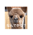 アルパカちゃん その2（個別スタンプ：2）