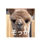 アルパカちゃん その2（個別スタンプ：4）