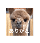 アルパカちゃん その2（個別スタンプ：5）