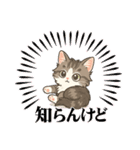 『ノルウェージャンフォレストキャット』（個別スタンプ：3）