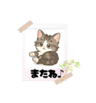 『ノルウェージャンフォレストキャット』（個別スタンプ：17）