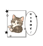 『ノルウェージャンフォレストキャット』（個別スタンプ：33）