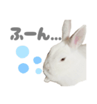 強気なもちさんたっぷり（個別スタンプ：2）