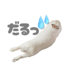 強気なもちさんたっぷり（個別スタンプ：3）