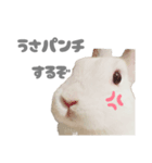 強気なもちさんたっぷり（個別スタンプ：5）
