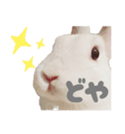 強気なもちさんたっぷり（個別スタンプ：8）