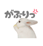 強気なもちさんたっぷり（個別スタンプ：9）