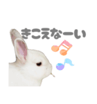 強気なもちさんたっぷり（個別スタンプ：10）