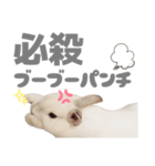 強気なもちさんたっぷり（個別スタンプ：11）