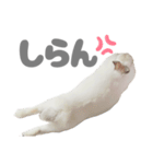 強気なもちさんたっぷり（個別スタンプ：12）