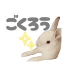 強気なもちさんたっぷり（個別スタンプ：13）