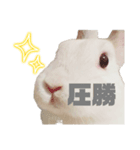 強気なもちさんたっぷり（個別スタンプ：14）