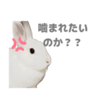 強気なもちさんたっぷり（個別スタンプ：16）