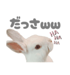 強気なもちさんたっぷり（個別スタンプ：17）