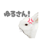 強気なもちさんたっぷり（個別スタンプ：21）