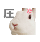 強気なもちさんたっぷり（個別スタンプ：22）