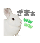 強気なもちさんたっぷり（個別スタンプ：24）