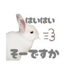 強気なもちさんたっぷり（個別スタンプ：25）