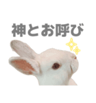 強気なもちさんたっぷり（個別スタンプ：26）