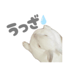 強気なもちさんたっぷり（個別スタンプ：27）