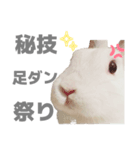 強気なもちさんたっぷり（個別スタンプ：29）