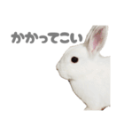 強気なもちさんたっぷり（個別スタンプ：30）