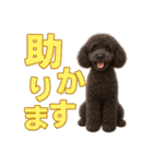 スタンダードプードルの見やすい日常会話（個別スタンプ：4）
