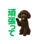 スタンダードプードルの見やすい日常会話（個別スタンプ：5）