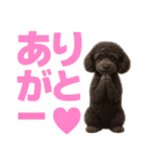 スタンダードプードルの見やすい日常会話（個別スタンプ：8）