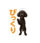 スタンダードプードルの見やすい日常会話（個別スタンプ：13）