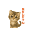 ねこちゃんの日常で使えるスタンプ（個別スタンプ：17）