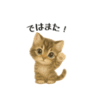 ねこちゃんの日常で使えるスタンプ（個別スタンプ：20）