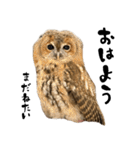 モリフクロウのテト（個別スタンプ：1）