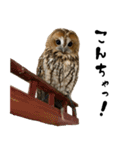 モリフクロウのテト（個別スタンプ：2）