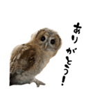モリフクロウのテト（個別スタンプ：4）
