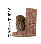 モリフクロウのテト（個別スタンプ：5）
