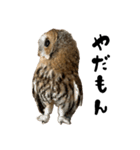 モリフクロウのテト（個別スタンプ：7）