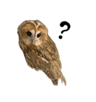 モリフクロウのテト（個別スタンプ：8）