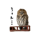 モリフクロウのテト（個別スタンプ：9）
