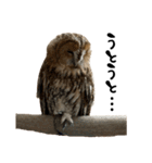 モリフクロウのテト（個別スタンプ：10）