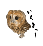 モリフクロウのテト（個別スタンプ：14）