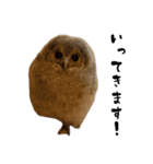 モリフクロウのテト（個別スタンプ：15）