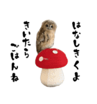 モリフクロウのテト（個別スタンプ：17）